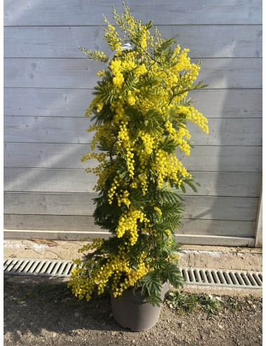 Acacia dealbata (Mimosa) V.24