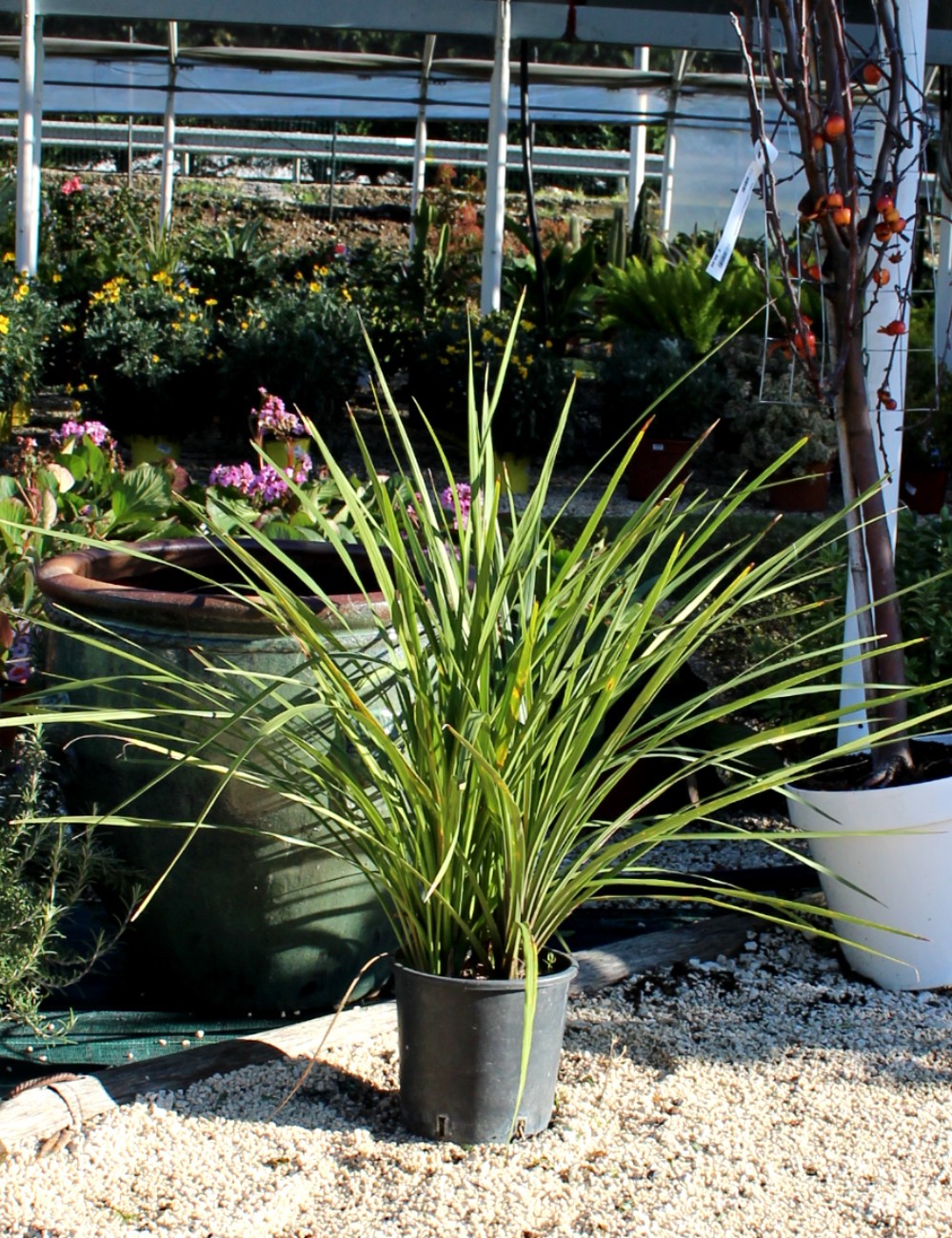 Dracaena Ø Vaso 24 cm Arbusti Shop Online
