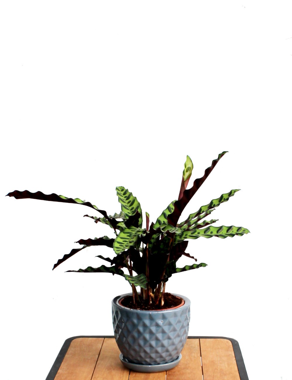 Calathea Lancifolia Ø Vaso 17 cm Indoor-Grünpflanzen Shop Online