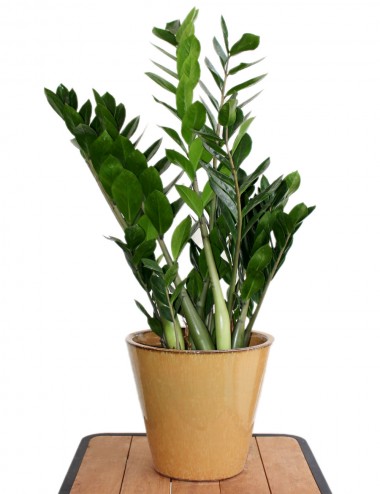 Zamia Ø Vaso 24 cm Plantes vertes d'intérieur Shop Online