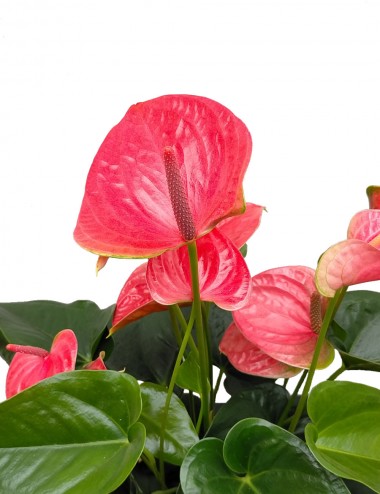 Anthurium Ø Vaso 17 cm Indoor-Blütenpflanzen Shop Online