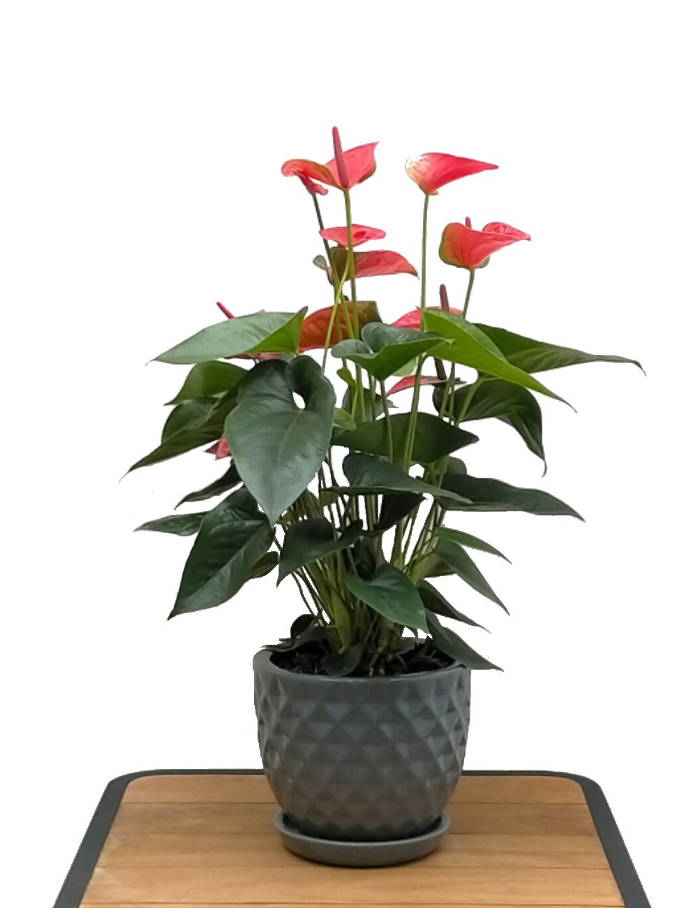 Anthurium Ø Vaso 17 cm Plantes à fleurs d'intérieur Shop Online