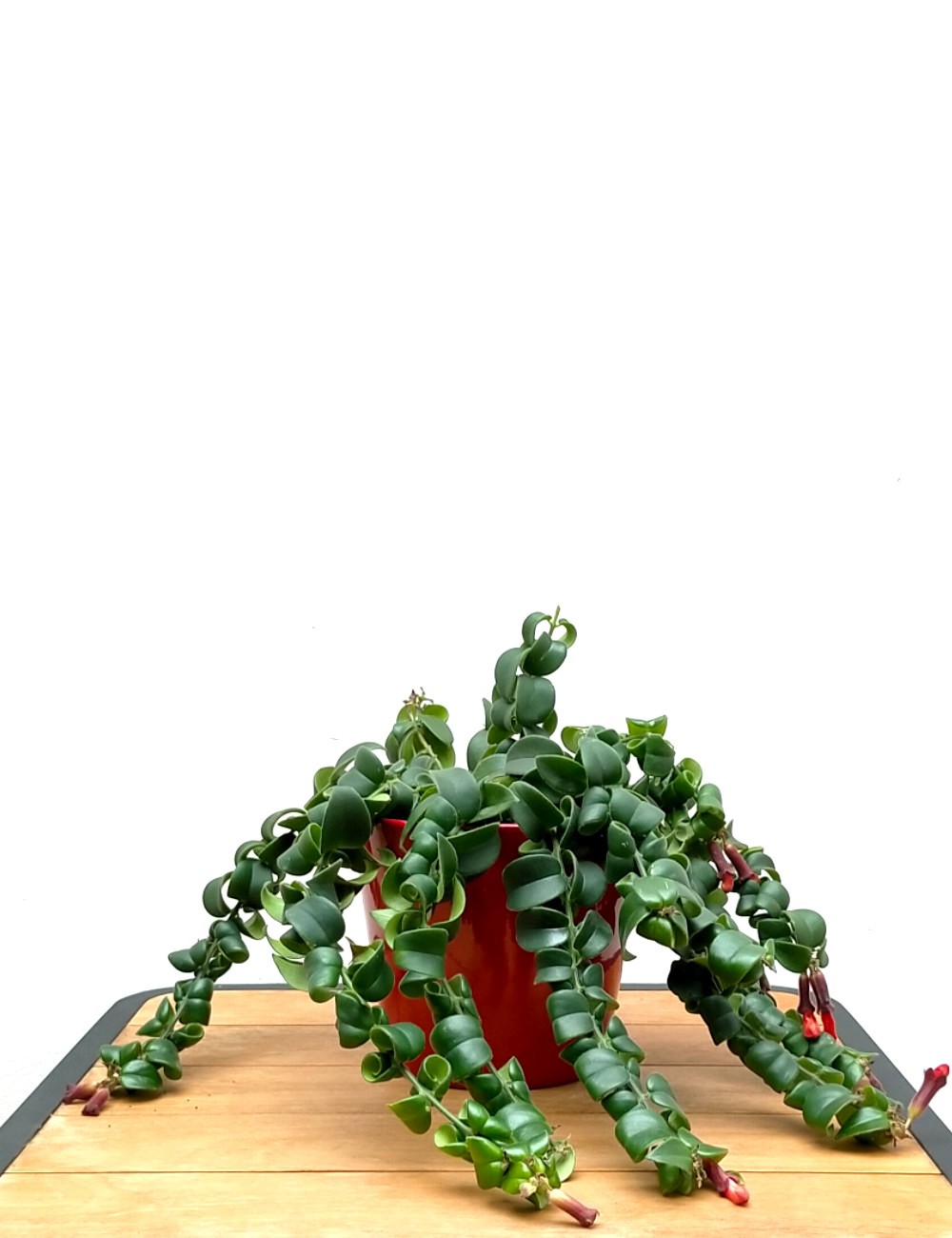 Aeschynanthus Ø Vaso 15 cm Piante Fiorite da Interno Shop Online Aeschynanthus Ø Vaso 15 cm Piante Fiorite da Interno Shop Online