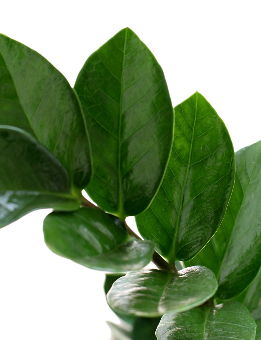 Zamia Top in Avorio