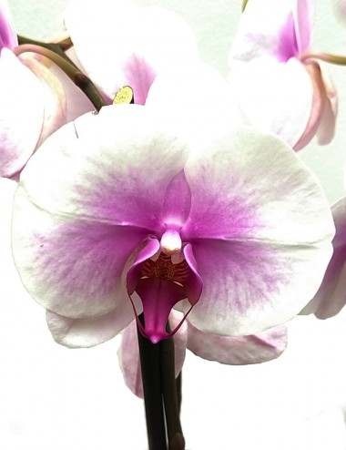 Orchidea Phalaenopsis Lilla Ø Vaso 12 cm Indoor Flowering