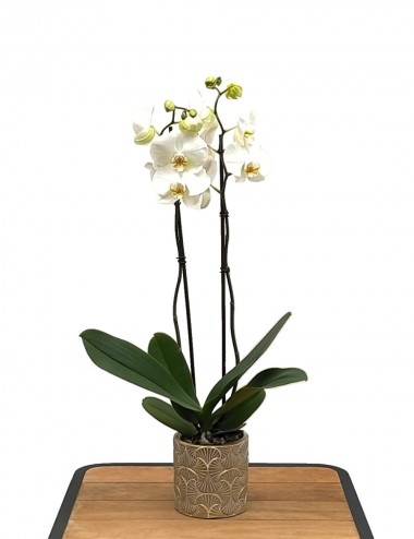 Orchidea Phalaenopsis Bianco Ø Vaso 12 cm Indoor-Blütenpflanzen
