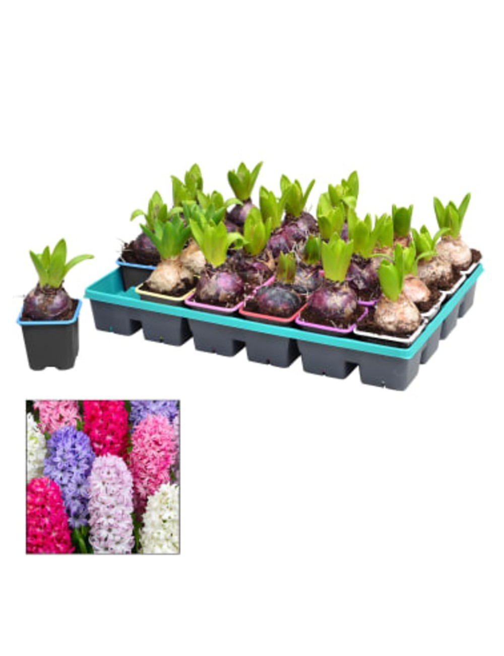 Hyacinthus Orientalis Ø Vaso 7 cm Piante Esterno Shop Online Hyacinthus Orientalis Ø Vaso 7 cm Piante Esterno Shop Online