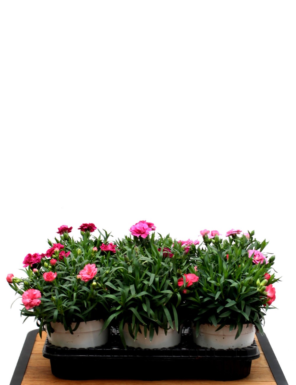 Mix 6 Piante Garofano (Dianthus) Ø Vaso 14 cm Fiorite da Mix 6 Piante Garofano (Dianthus) Ø Vaso 14 cm Fiorite da