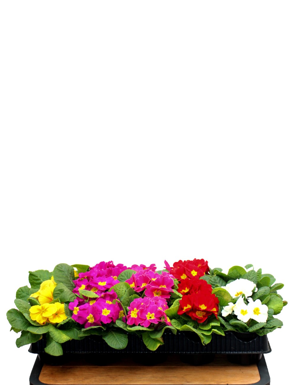 Mix 15 Piante Primula Ø Vaso 10 cm Fiorite da Esterno Shop Mix 15 Piante Primula Ø Vaso 10 cm Fiorite da Esterno Shop