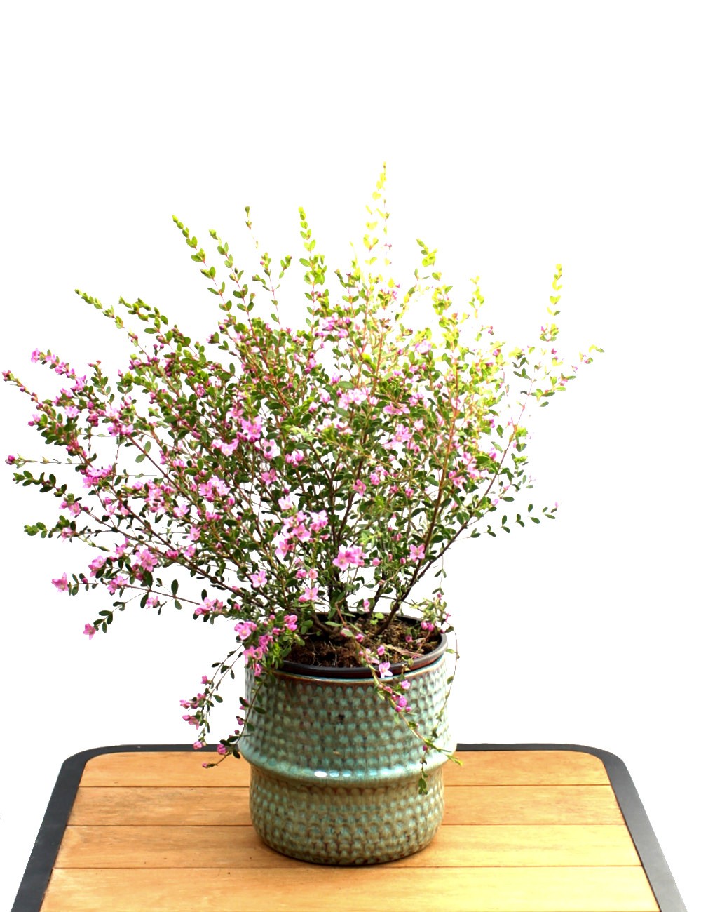 Boronia Crenulata Ø Vaso 16 cm Arbusti Shop Online Boronia Crenulata Ø Vaso 16 cm Arbusti Shop Online