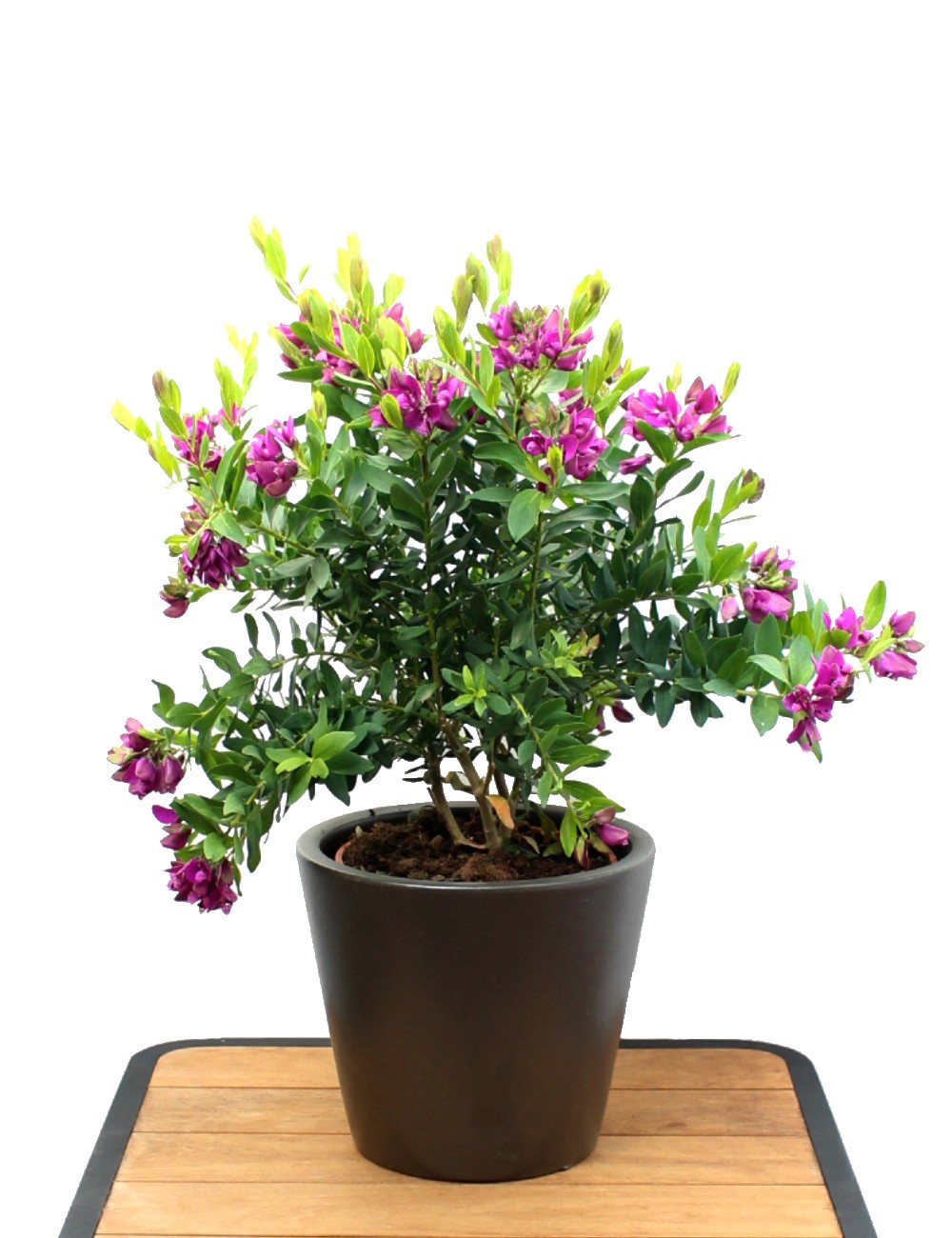 Polygala Myrtifolia Ø Vaso 19 cm relax import Shop Online