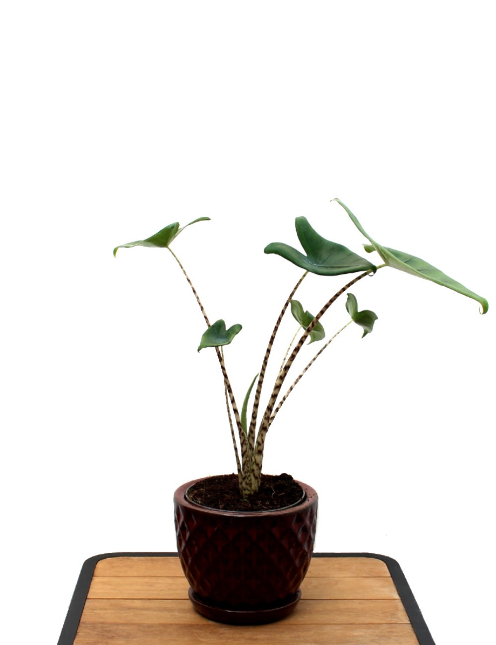 Alocasia Zebrina Ø Vaso 17 cm Plantes vertes d'intérieur Shop