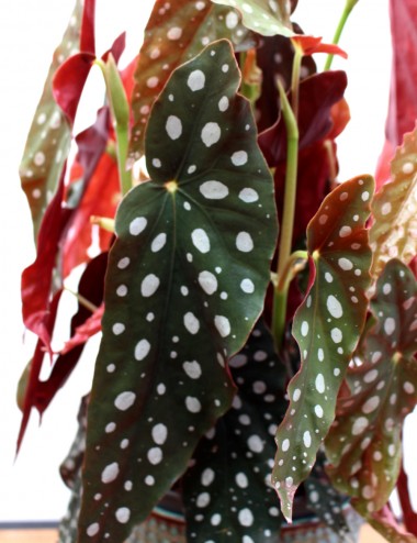 Begonia Blad Maculata Wightii Ø Vaso 17 cm Piante Verdi da