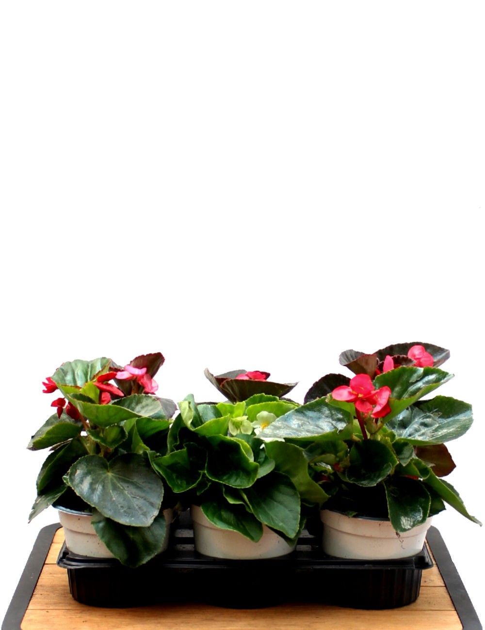 Mix 6 Piante Begonia Ø Vaso 14 cm Outdoor flowering plants Shop
