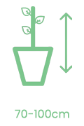 Tall: 70 cm - 100 cm